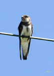 Bank Swallow